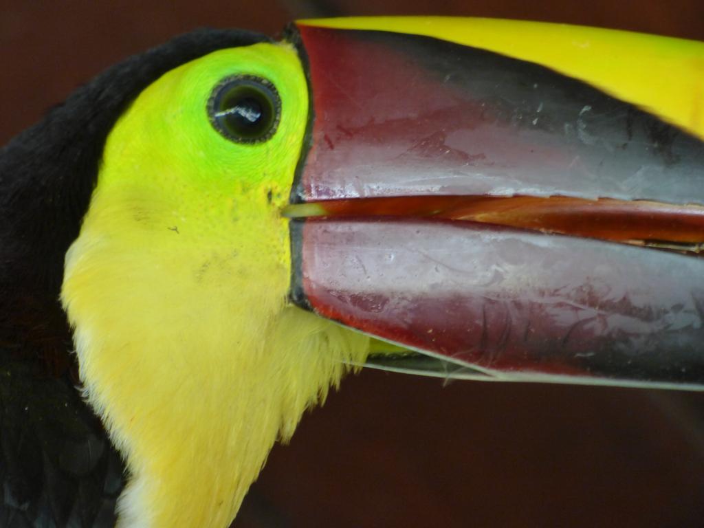 Corcovado Beach Lodge Puerto Jiménez エクステリア 写真