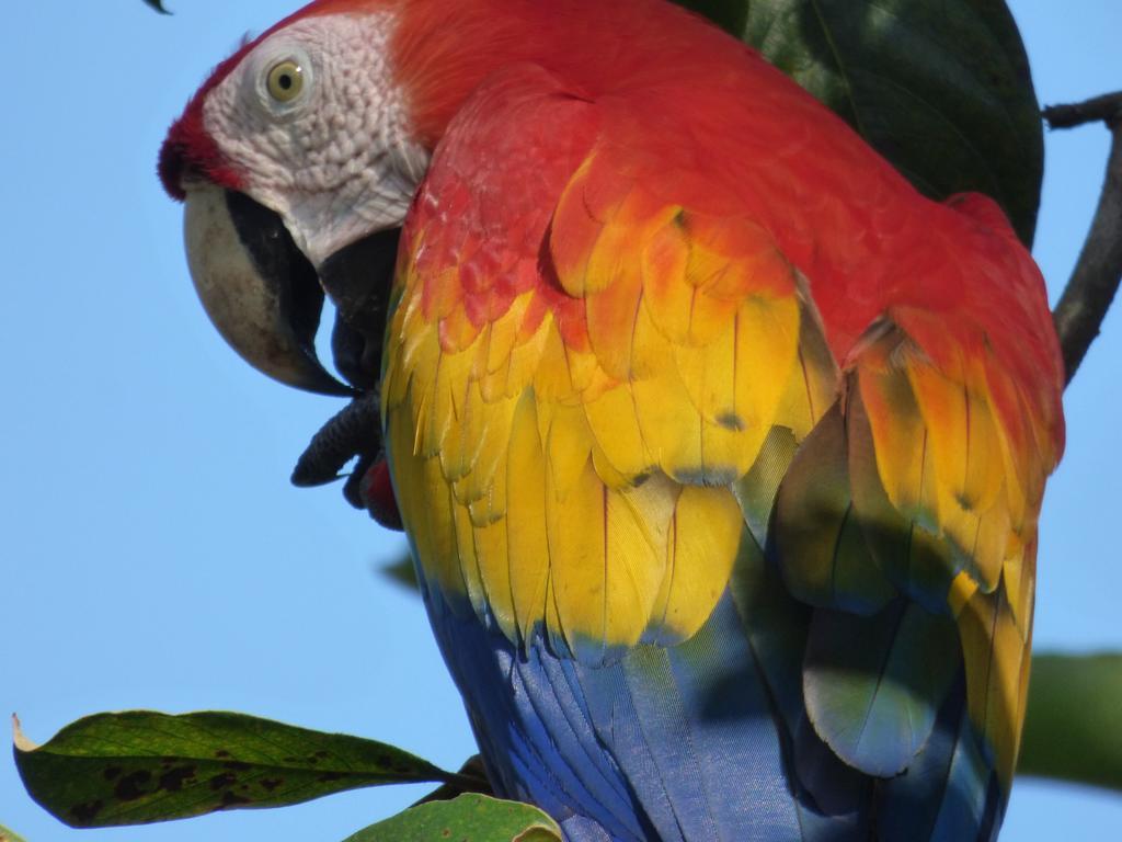 Corcovado Beach Lodge Puerto Jiménez エクステリア 写真