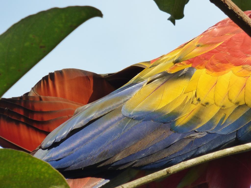 Corcovado Beach Lodge Puerto Jiménez エクステリア 写真