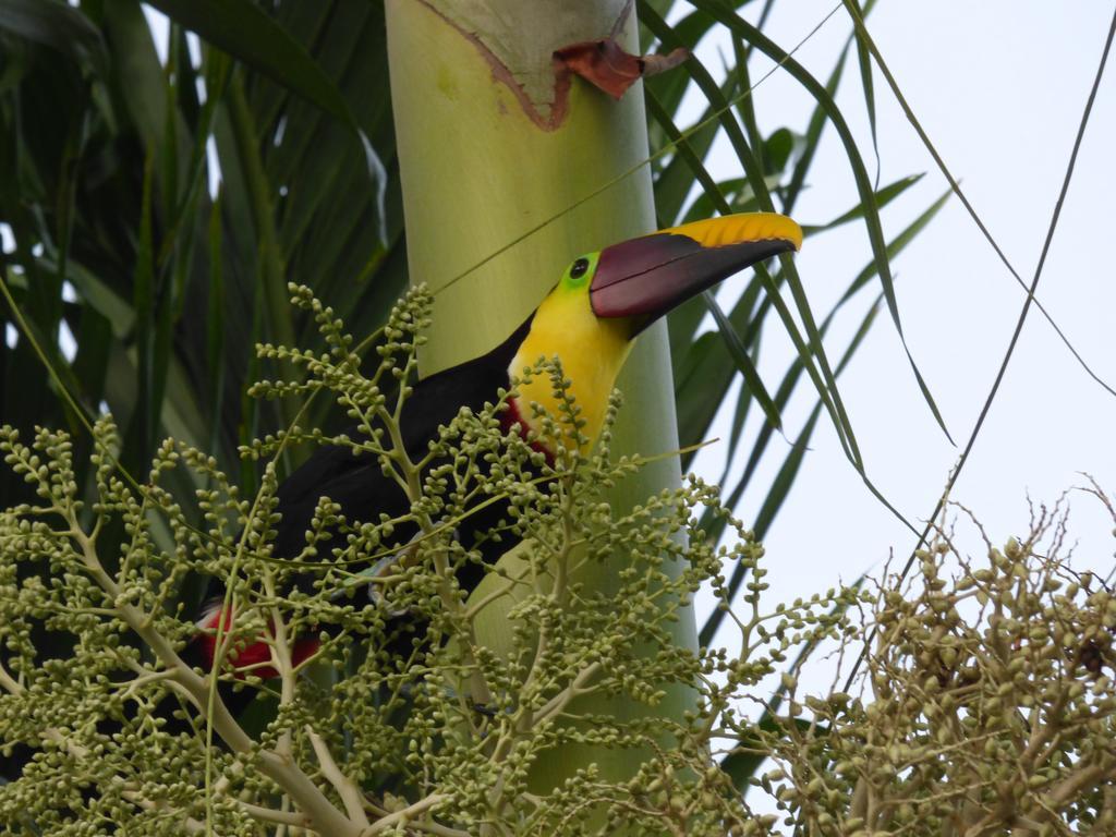 Corcovado Beach Lodge Puerto Jiménez エクステリア 写真