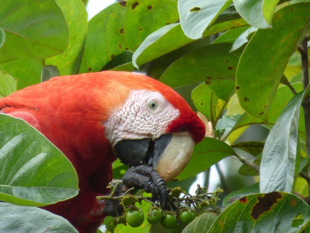 Corcovado Beach Lodge Puerto Jiménez エクステリア 写真